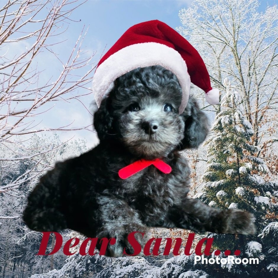 Пудель нестриженный длинношерстный