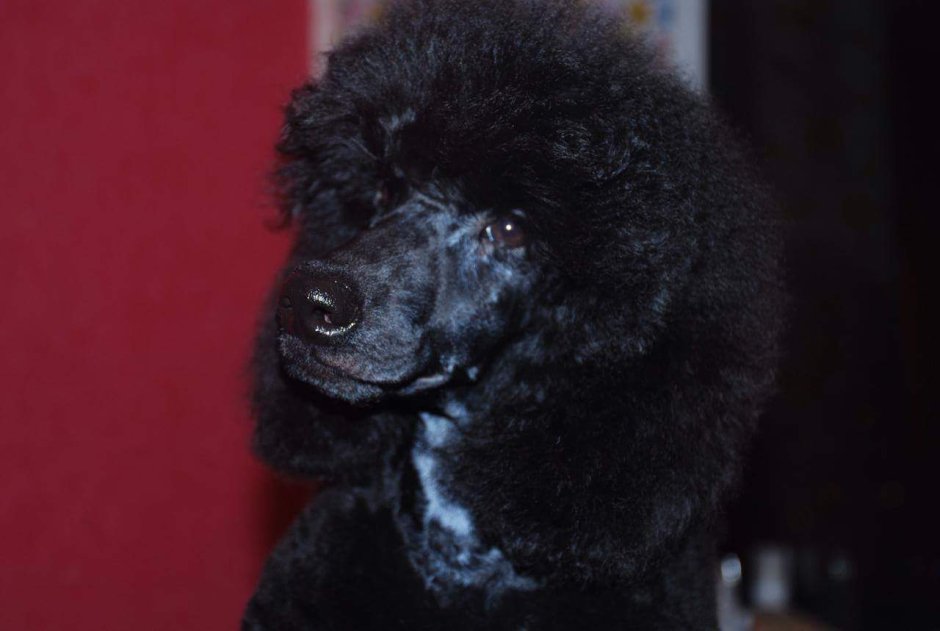 Пудель и кот