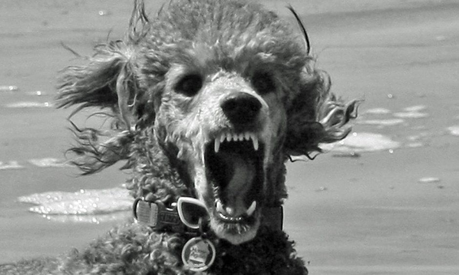 Пудель большой Королевский