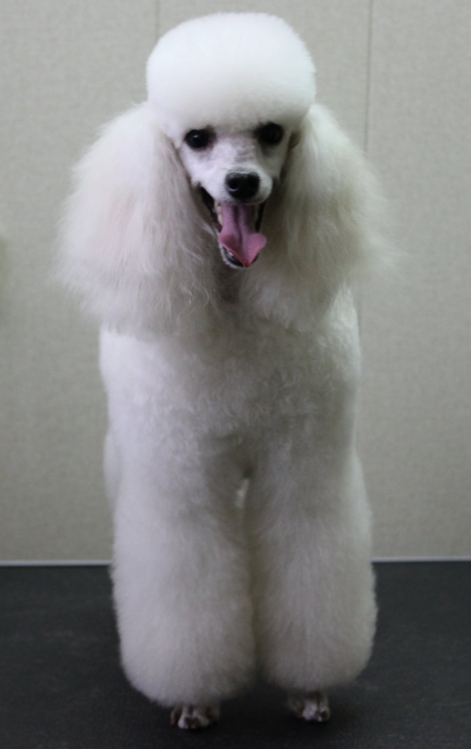 Злой пудель