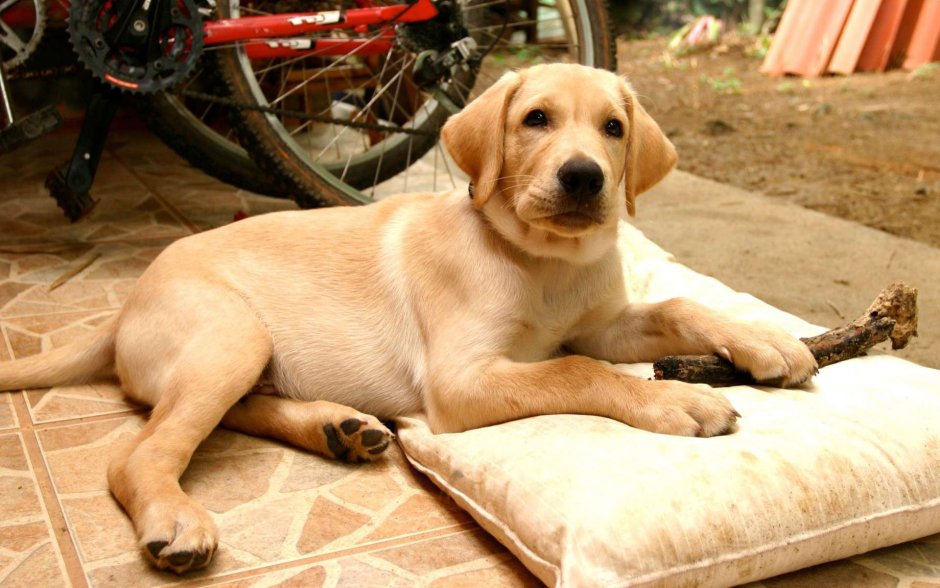LEBRA Dog