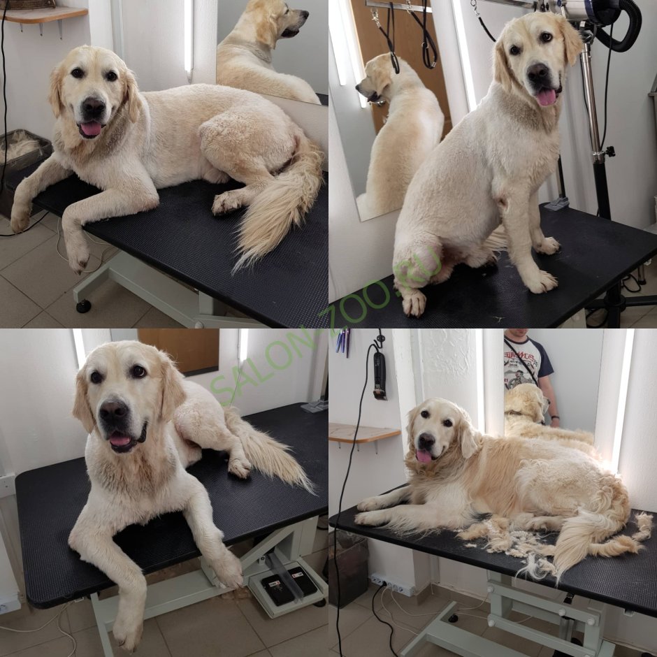 Labrador Retriever Coat Colour Genetics