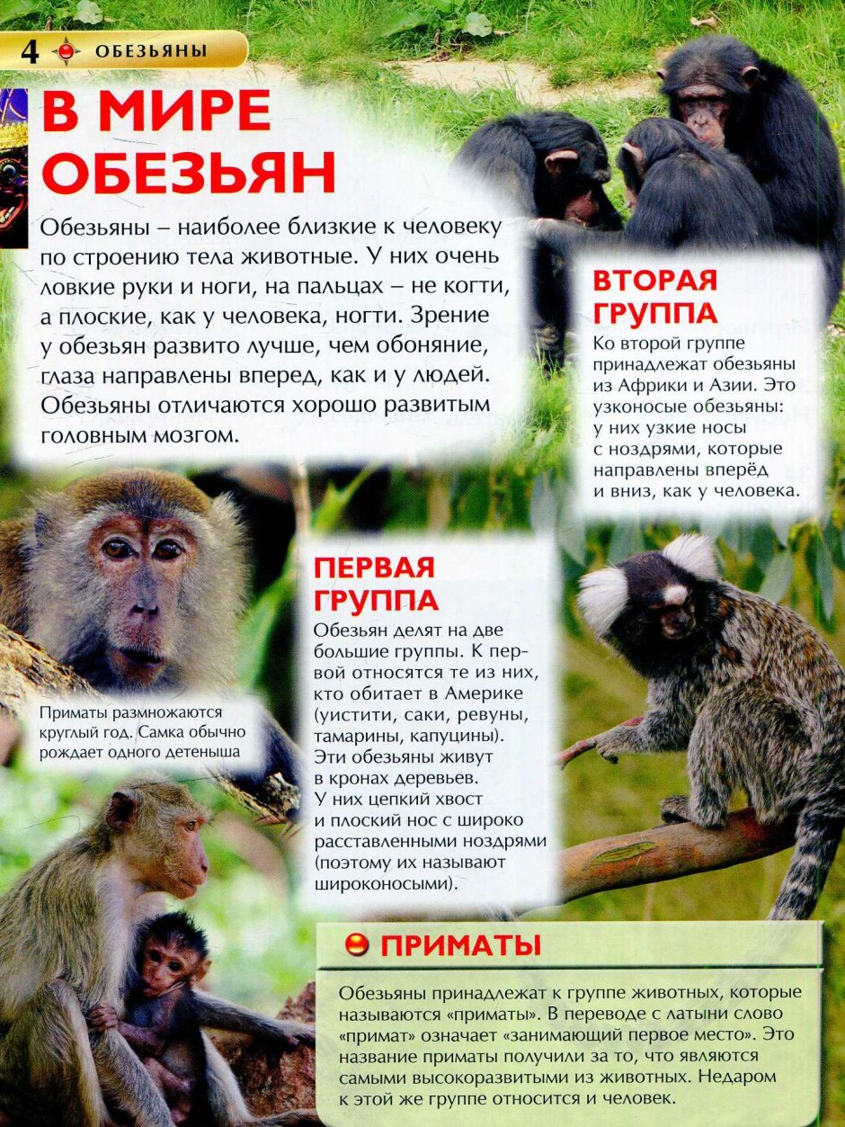 Детская энциклопедия обезьяны