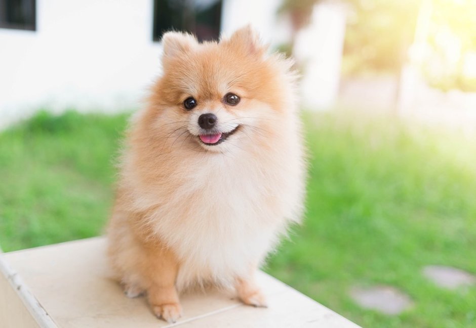 Шпиц jiffpom