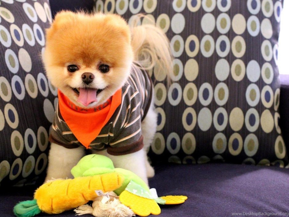 Pomeranian Boo
