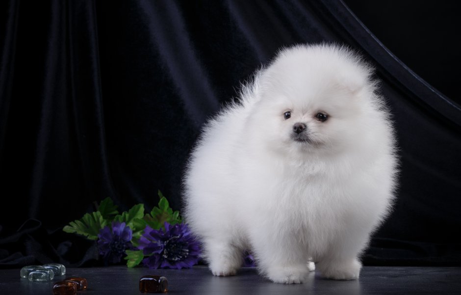 Собака Королевский шпиц