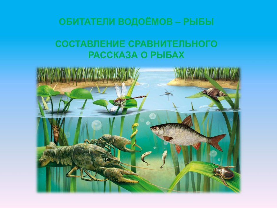 Гвианская водяная жаба