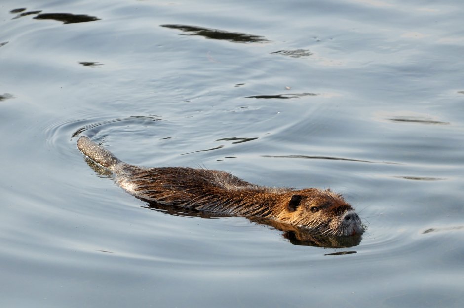 Канадский Бобр (Castor canadensis)