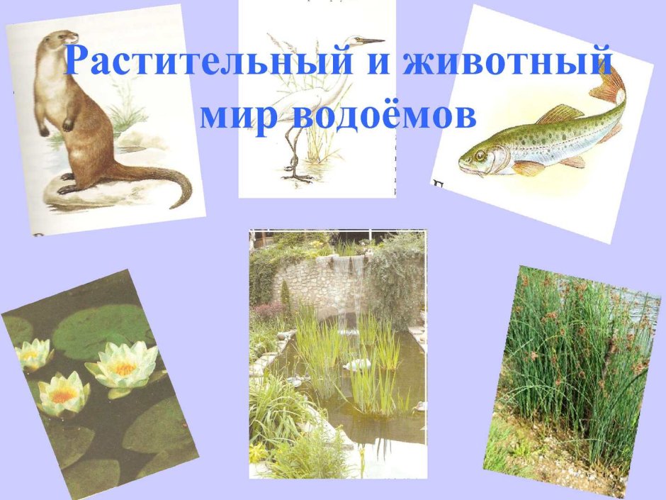Речной Бобр Марий Эл