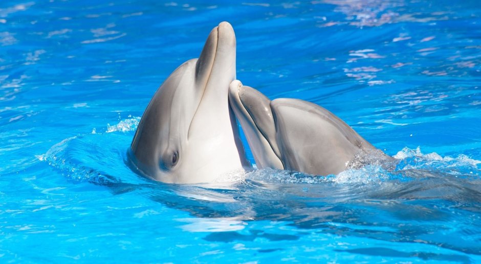 Dreaming of Dolphins