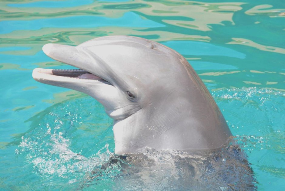 Dauphins (дельфины)