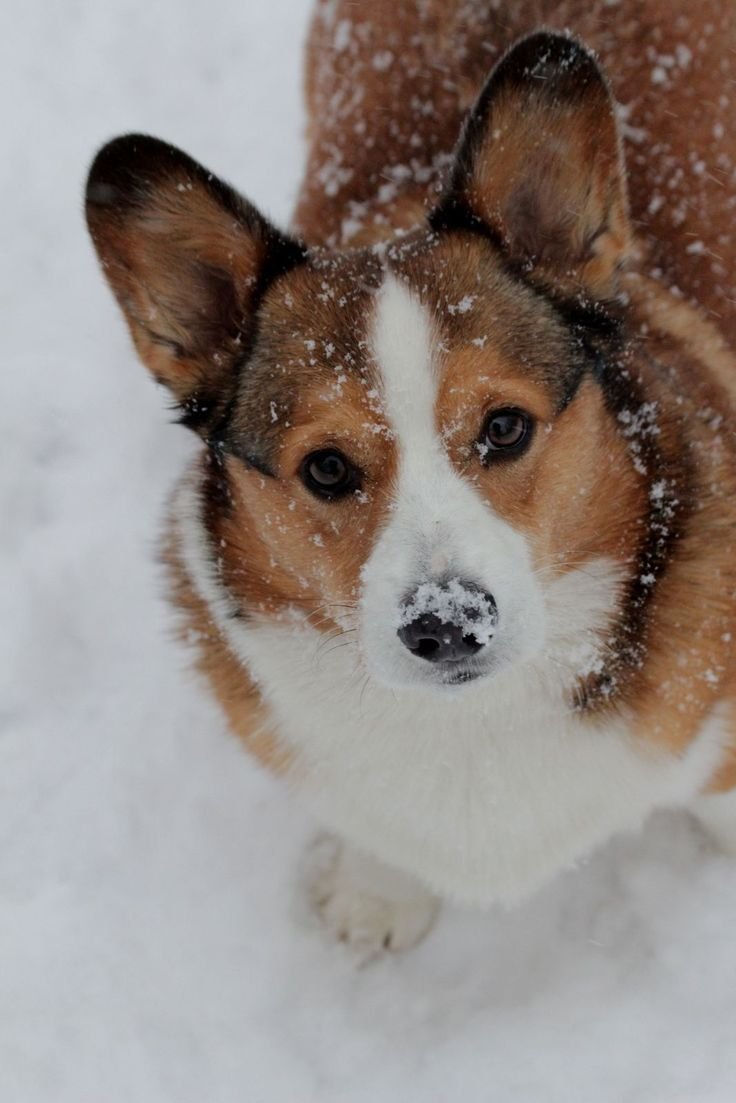 Соболиный вельш корги