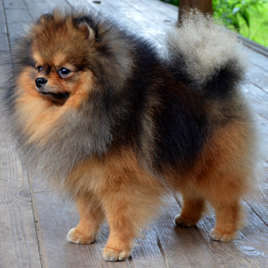 Соболиный шпиц