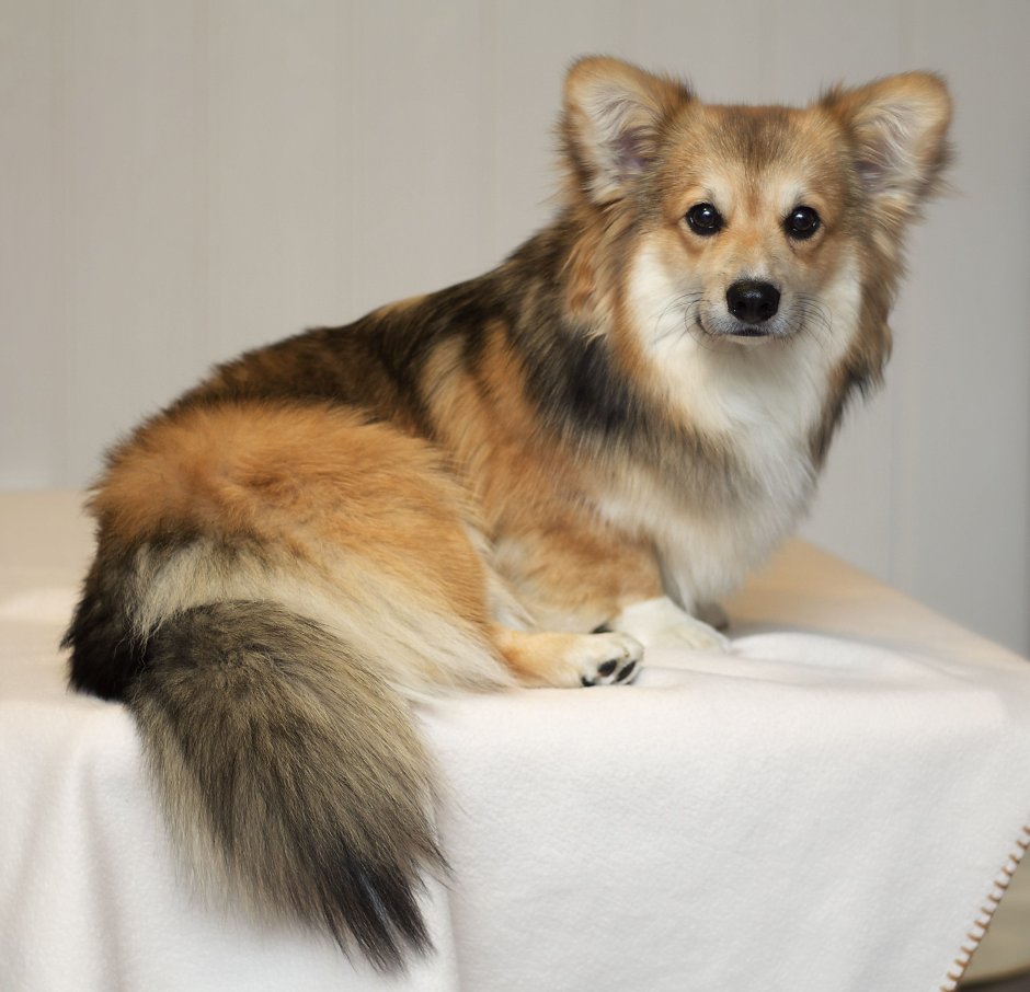 Корги пемброк флаффи