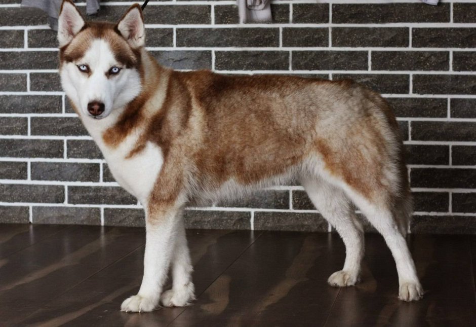 Сибирский хаски соболиный