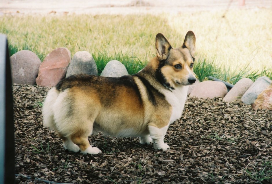 Соболиный вельш корги