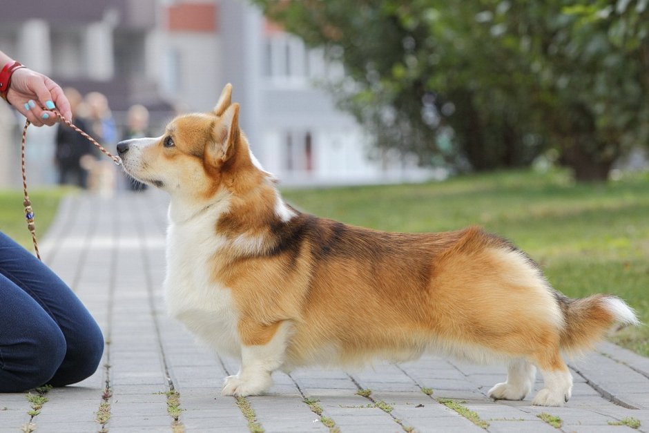 Соболиный корги пемброк