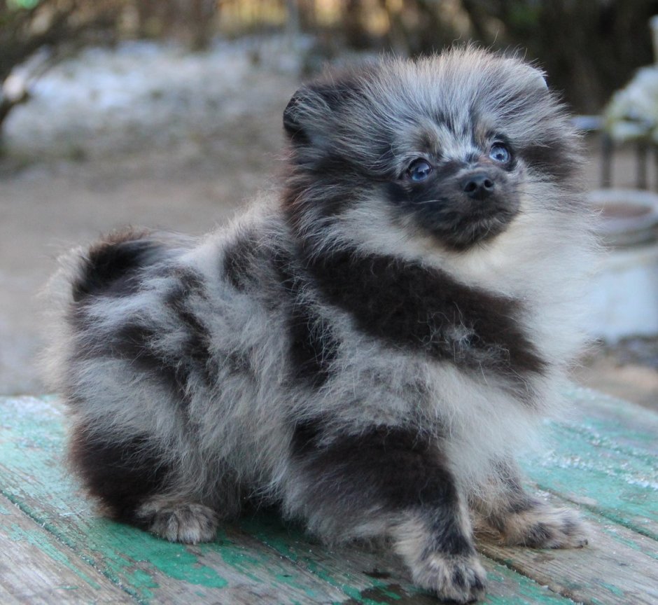 Голубой Мерле шпиц