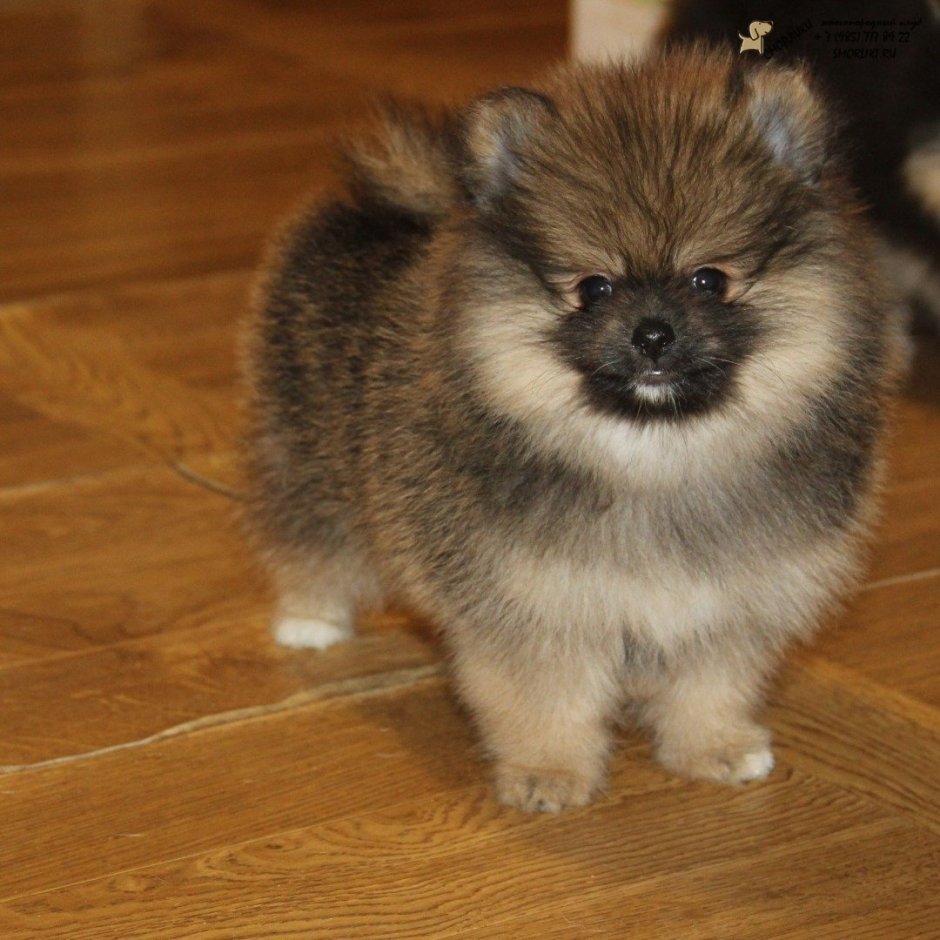 Соболиный шпиц