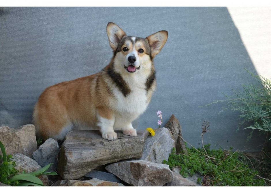 Соболиный вельш корги