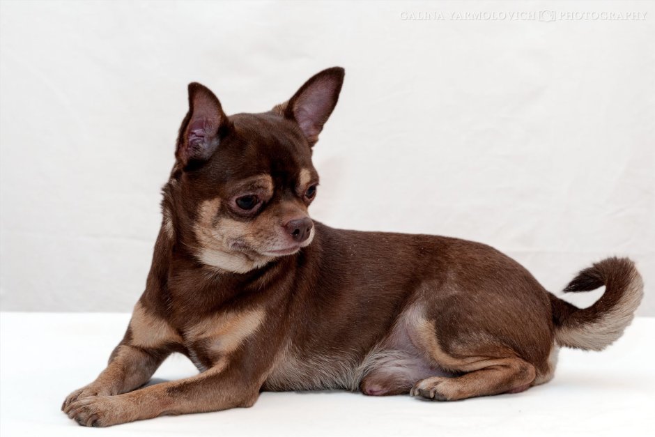 Чихуахуа шоколадно подпалый