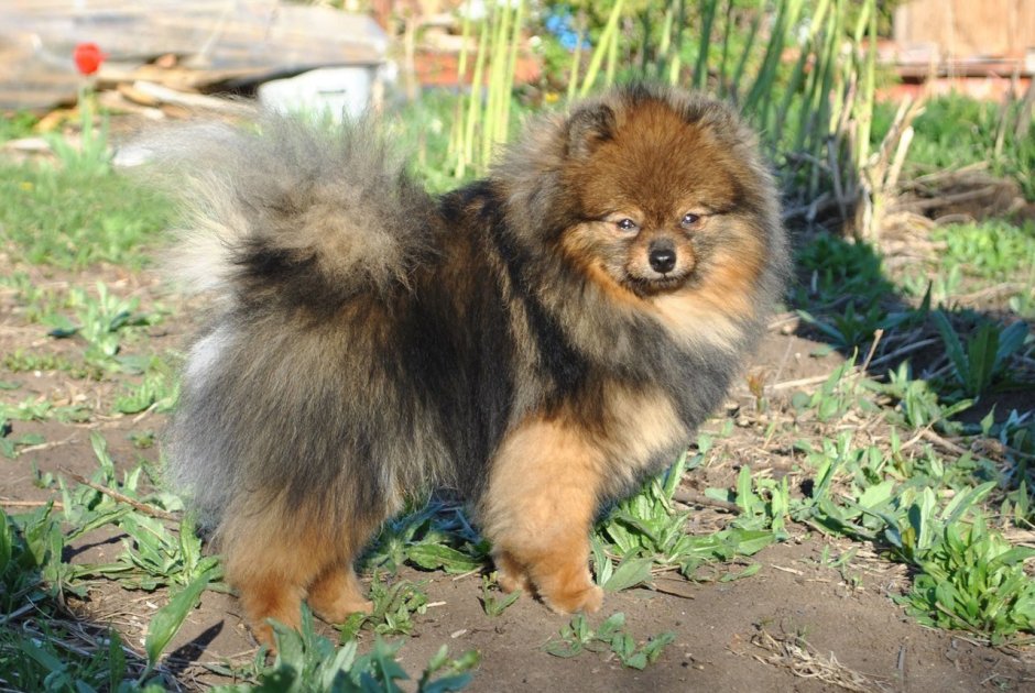 Померанский шпиц соболиный