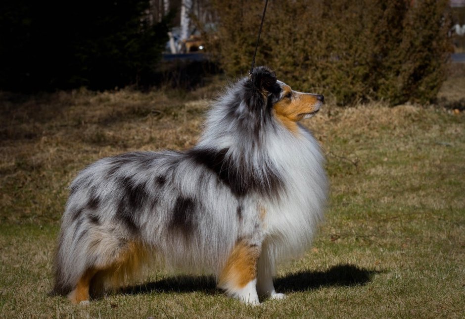 Шелти Блю Мерль