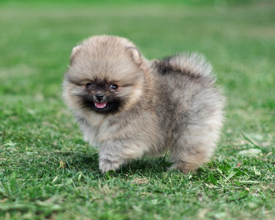 Померанский шпиц Соболь