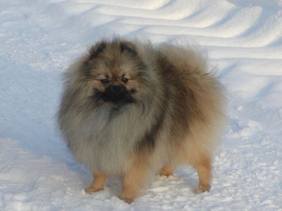 Сдавайся немецкий шпиц