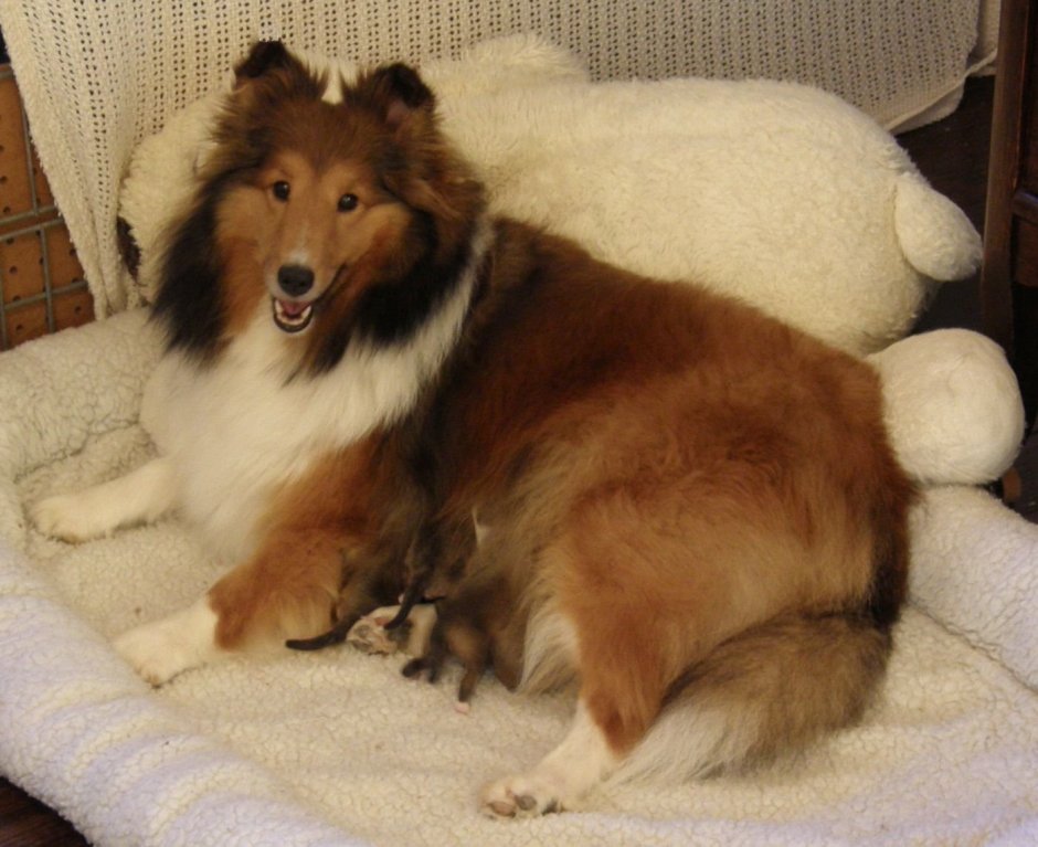 Колли Шотландская овчарка фильм