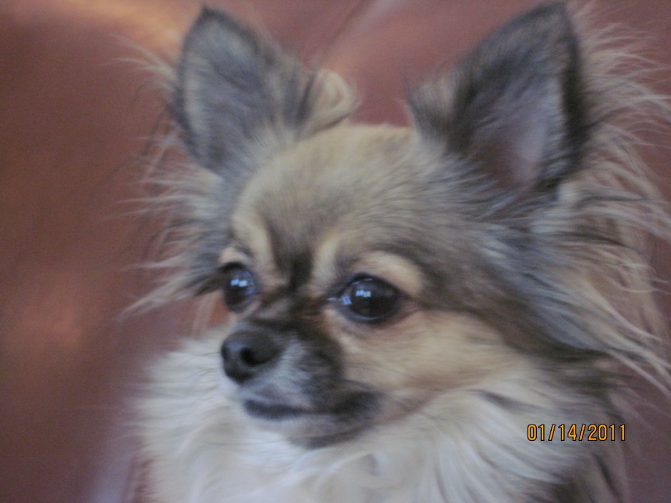 Чихуа Соболь длинношерстный