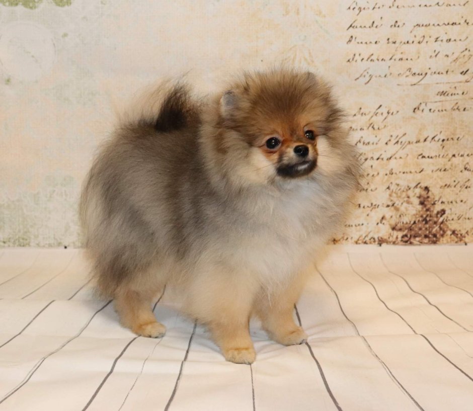 Рыже соболиный шпиц