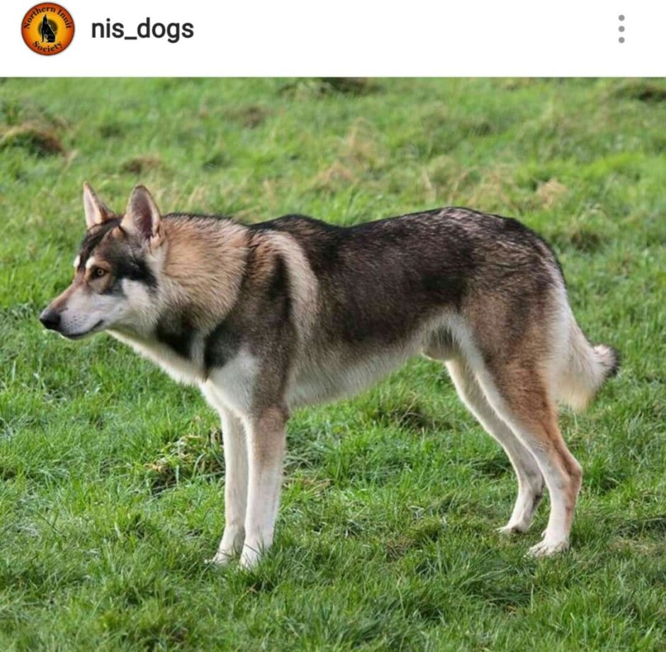 Чепрачный хаски