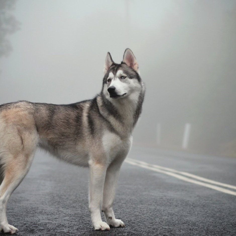Сибирский хаски Волчий окрас