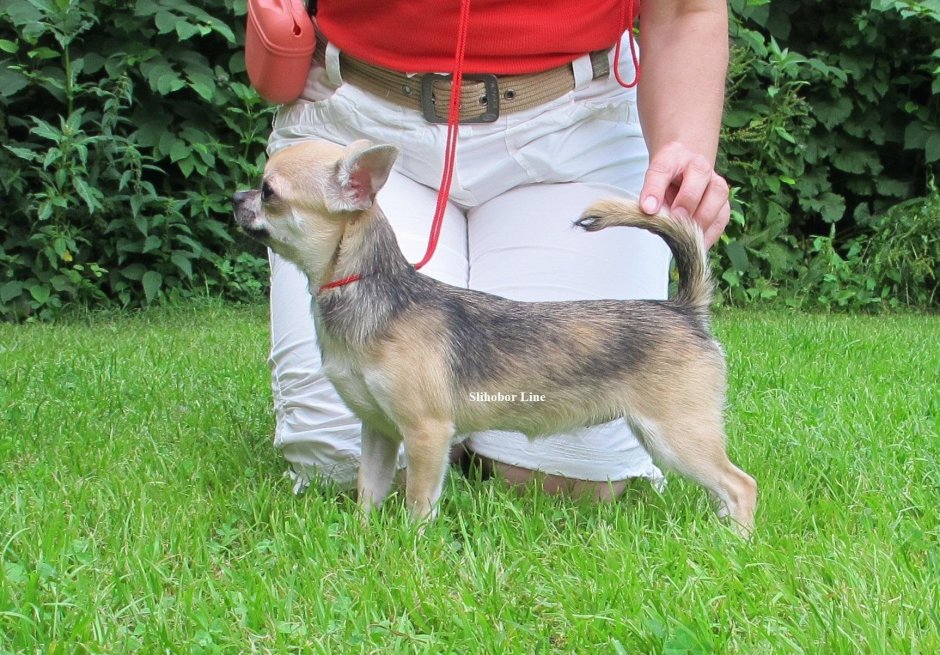 Чихуахуа соболиный окрас