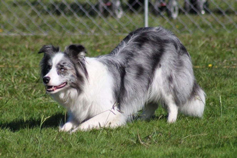 Бордер колли Блю Мерль