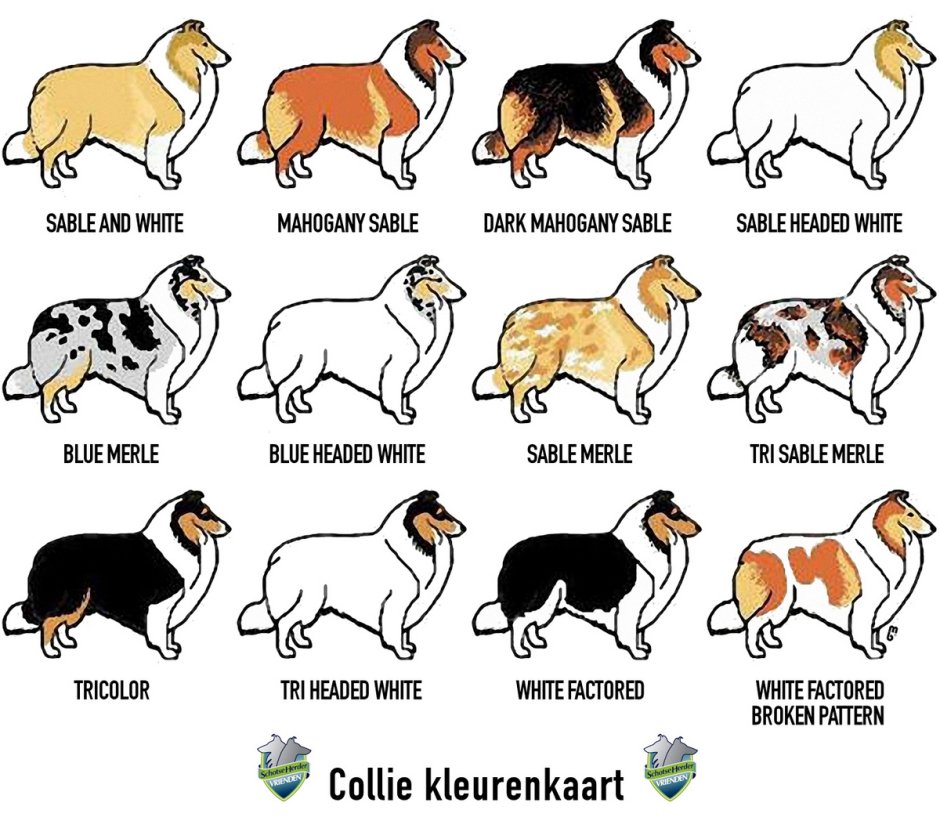 Окрасы бордер колли таблица