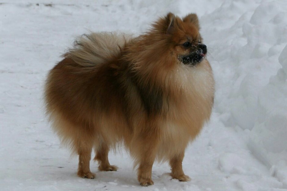 Рыже соболиный шпиц