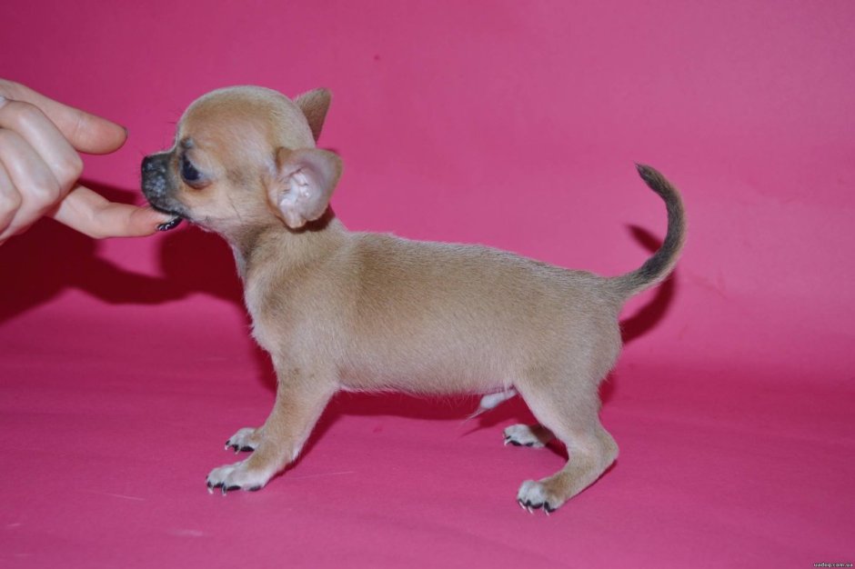 Чихуахуа палевый