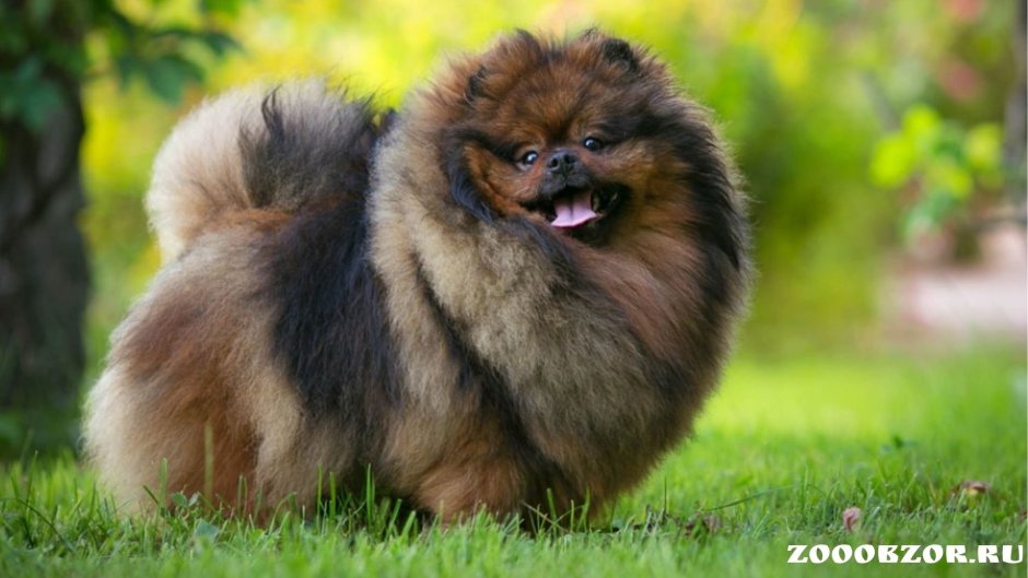 Померанский шпиц соболиный