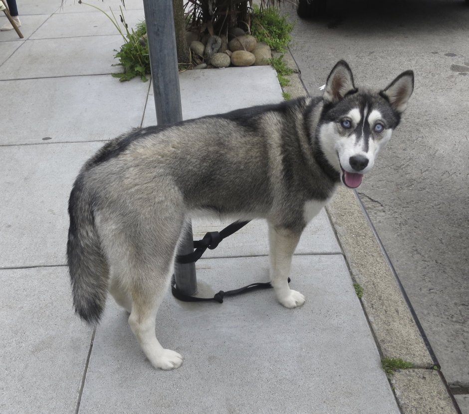 Сибирский хаски агути