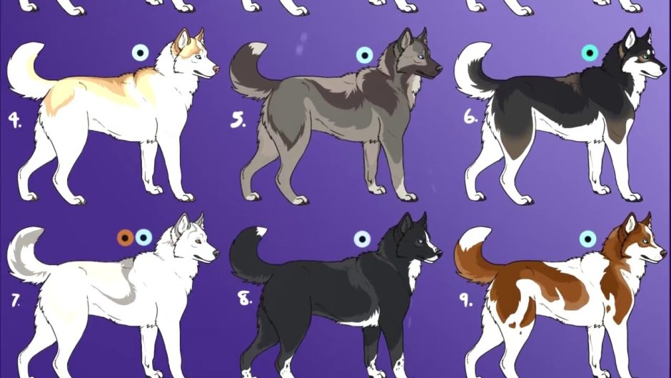 Окрасы хаски