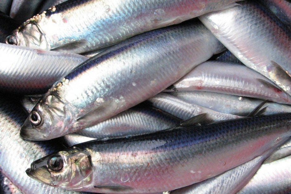 Атлантическая скумбрия