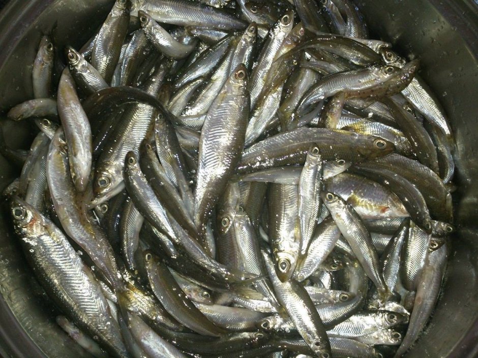 Атлантическая скумбрия