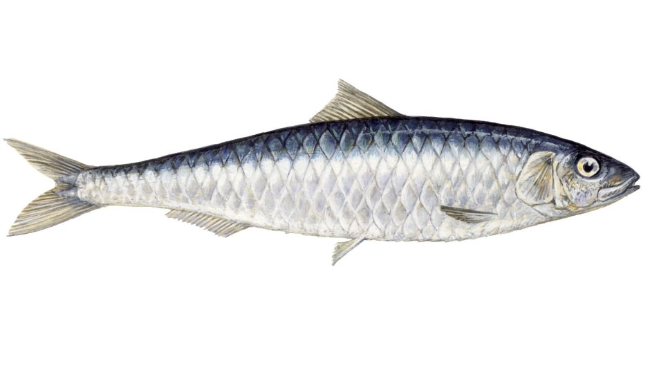 Сардина Sardina pilchardus