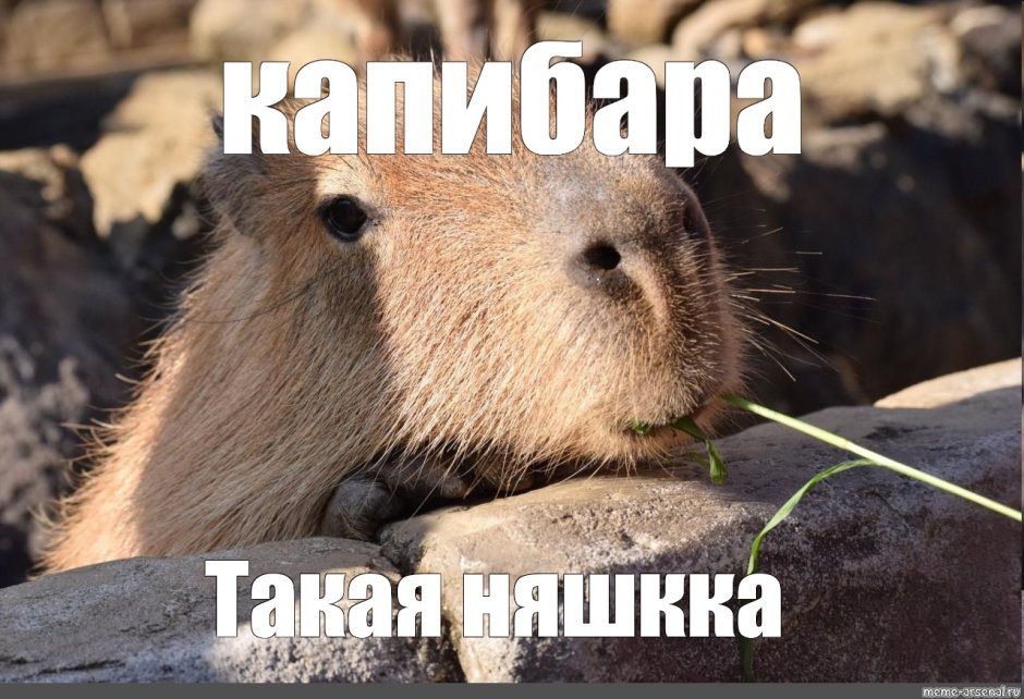 Капибара и Юзу