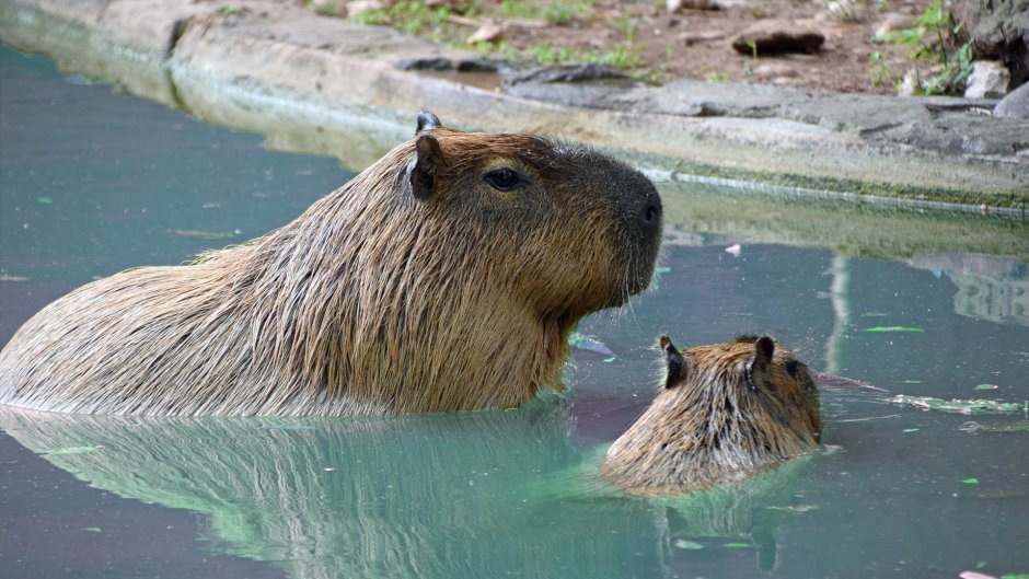 Малая водосвинка и капибара