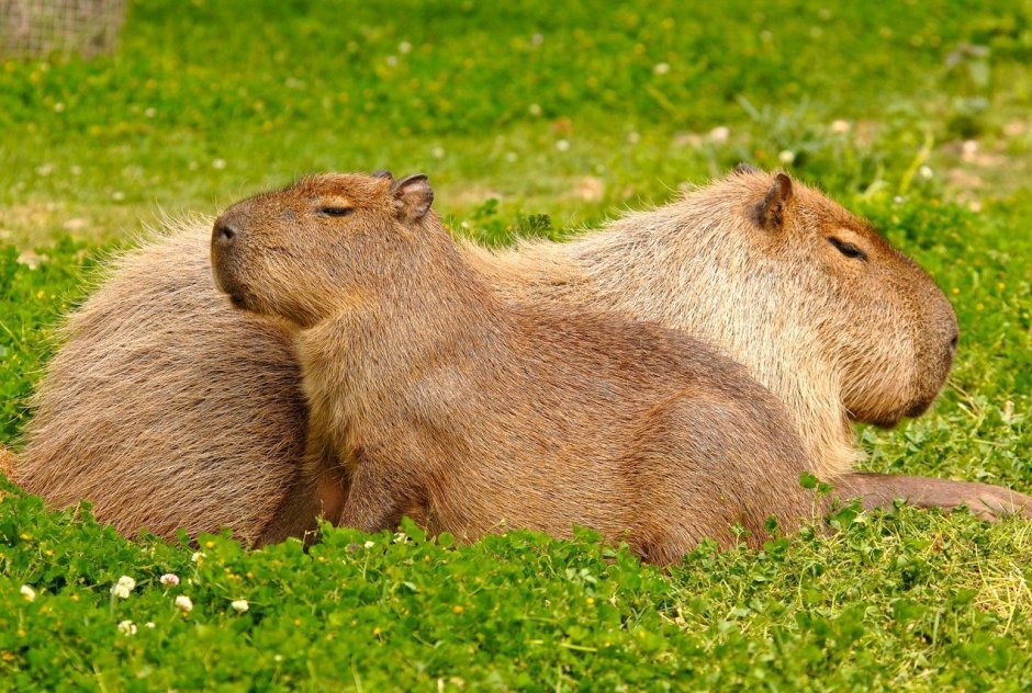 Capybara за компьютером