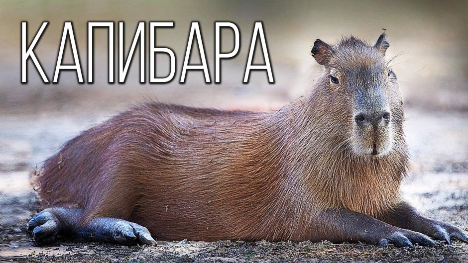 Капибара Мем