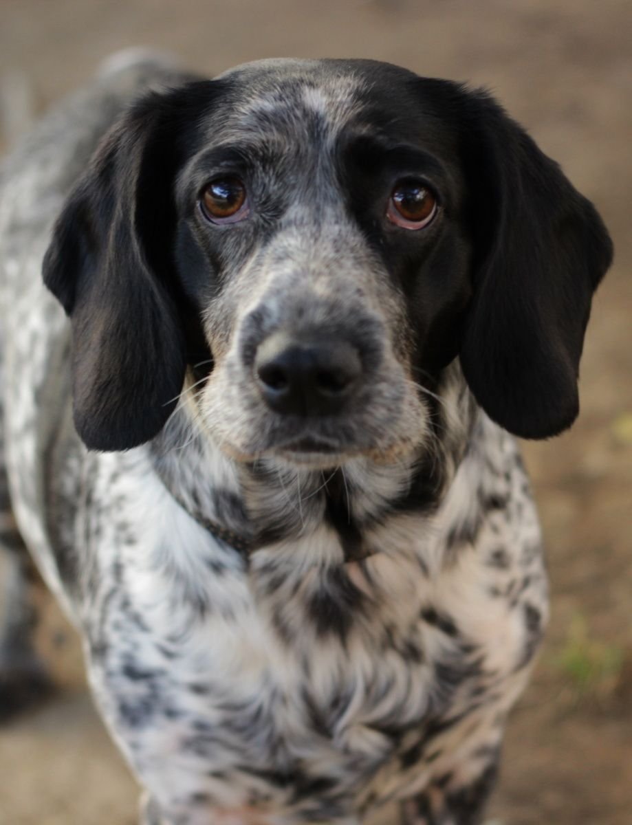 Собака с длинными волосами на ушах